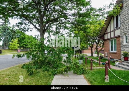 A broken tree branch blocking the path way Stock Photo