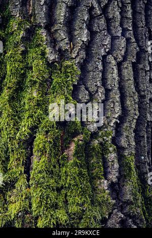 Tree bark with moss, close-up texture Stock Photo
