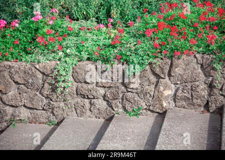 Garden stone stairs and red geranium flower in vintage color tone Stock Photo