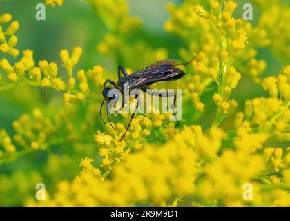A Great Black Wasp viewed from above, pollinating atop a Goldenrod shrub. Stock Photo