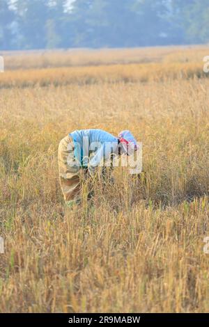 Paddy harvesting village women, I met them in Assam (IND) Stock Photo