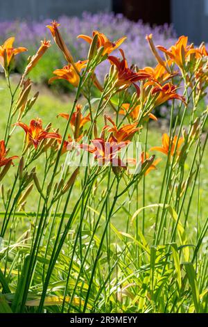 Hemerocallis fulva or the orange day-lily. Corn lily flowering in the garden. Close up. Detail. Stock Photo