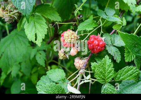 Raspberry Rubus fruit in various stages of development - Rubus parvifolius - red raspberries on plant - often misspelled as rasberry rasberries Stock Photo