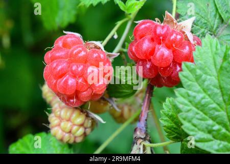 Raspberry Rubus fruit in various stages of development - Rubus parvifolius - red raspberries on plant - often misspelled as rasberry rasberries Stock Photo