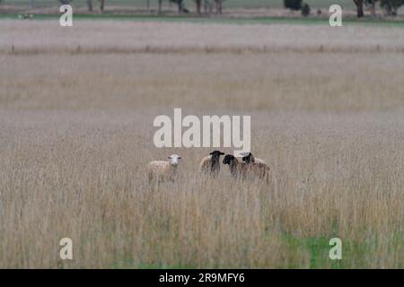Sheep in field showing white face and black faced sheep grazing with a background paddock, central Victoria, Australia. Stock Photo