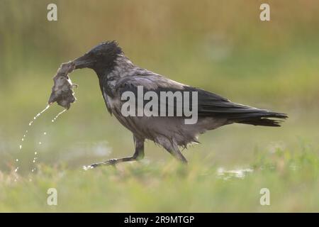Hooded crow (Corvus cornix) زاغ مقنع with a dead mouse The hooded crow is a widespread bird found throughout much of Europe and the Middle East. It is Stock Photo