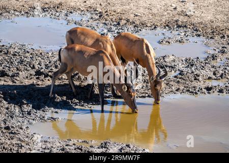 The red hartebeest (Alcelaphus buselaphus caama), also called the Cape hartebeest or Caama, is a subspecies of the hartebeest found in Southern Africa Stock Photo