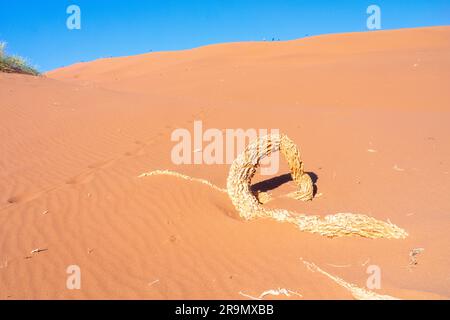 Dead Vlei, with desiccated 900 year old trees standing in the salt pan surrounded by towering red sand dunes. Namib-Naukluft National Park, Namibia. Stock Photo
