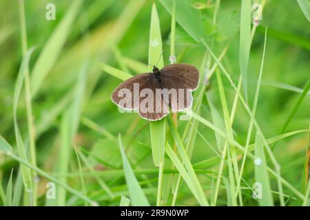 Meadow Brown butterfly [ Maniola jurtina ] Male on grass stem Stock Photo