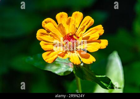 Beautiful wild growing flower zinnia elegans on background meadow, photo consisting from wild growing flower zinnia elegans to grass meadow, wild grow Stock Photo