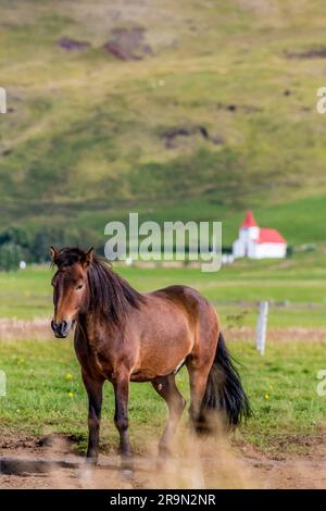 A foal stands alone in a green meadow, surrounded by a dense forest ...