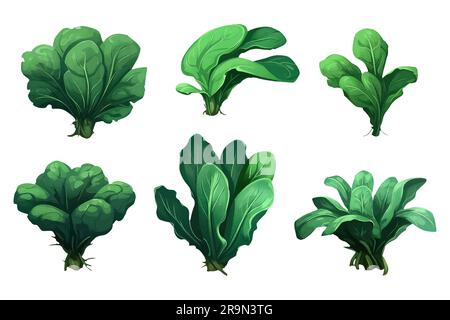 spinach green leaf set cartoon vector illustration Stock Vector Image ...