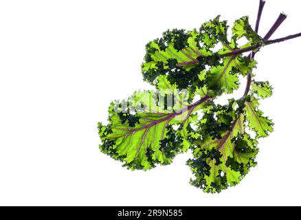 Fresh organic kale leaves on the white background Stock Photo