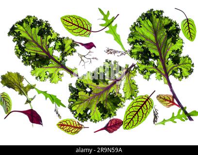 Fresh organic green leaves on the white background Stock Photo