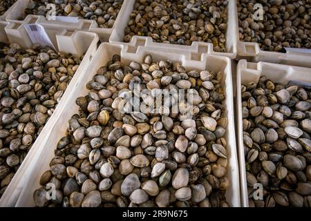 Shellfishing, workers collecting shellfish at the Arenal beach in the ...