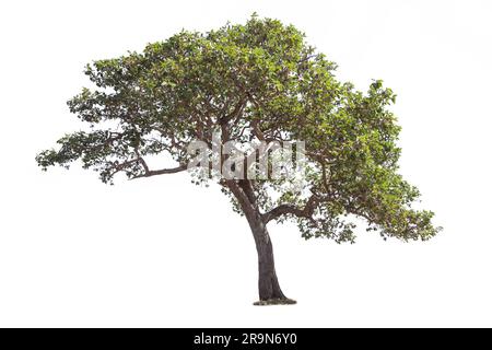 Tree isolated on white background, The tree on the white background. Stock Photo