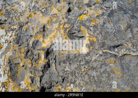 Natural background with lichens on rock in the archipelago Stock Photo