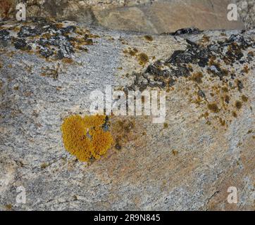 Natural background with lichens on rock in the archipelago Stock Photo