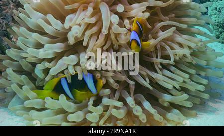 Red Sea Clownfish or Threebanded Anemonefish (Amphiprion bicinctus) swimming next to Bubble Anemone (Entacmaea quadricolor, Parasicyonis actinostoloid Stock Photo