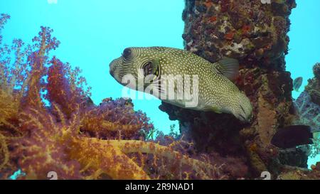 Close-up of Broadbarred Toadfish or White-spotted puffer (Arothron hispidus) swims next toberth support covered with Soft Coral Dendronephthya, Red se Stock Photo