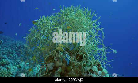 Soft coral colony (Rumphella torta) colorful tropical fish swim around in blue water on sunny day, Red sea, Safaga, Egypt Stock Photo