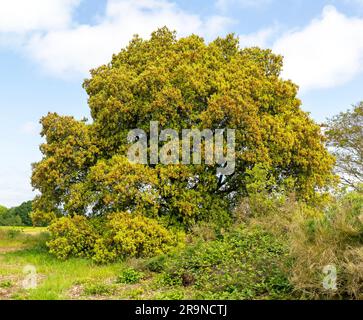 Holm Oak tree flowering, 'Quercus ilex', Suffolk, England, UK Stock Photo