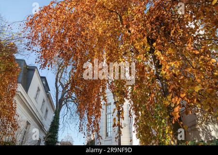 autumn colored beech in hamburg Stock Photo