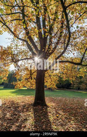 Maple Tree Insunlight Sun shines through maple tree leaves during warm summer rain Stock ...