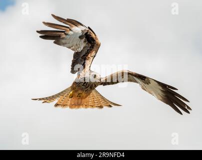 A red kite on the wing. WALES; UK: SURREAL photographs have shown the topsy-turvy aerial acrobatics of one of the UK's biggest birds of prey looking l Stock Photo