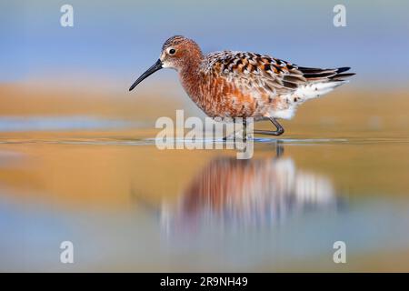 Curlew Sandpiper  (Calidris ferruginea), side view of an adult standing in the water, Campania, Italy Stock Photo