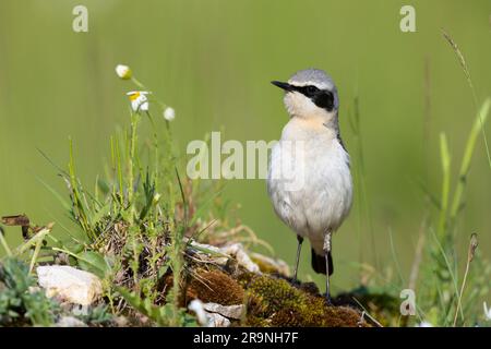 Northern Wheatear (Oenanthe oenanthe), front view of an adult male standing on the ground, Campania, Italy Stock Photo