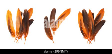 Set with different beautiful feathers on white background Stock Photo ...