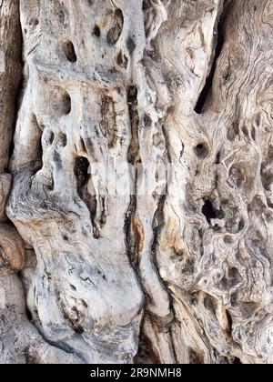 Located strategically close to the  Old Harbour, Limassol Castle in Cyprus has many layers of history. So, clearly does this ancient, gnarled tree tru Stock Photo