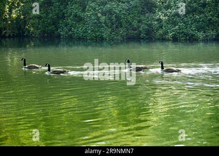 This handsome group of Canada Geese and goslings is swimming along the River Thames at Sandford.. Branta canadensis is native to the arctic and temper Stock Photo