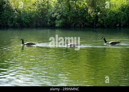 This handsome group of Canada Geese and goslings is swimming along the River Thames at Sandford.. Branta canadensis is native to the arctic and temper Stock Photo