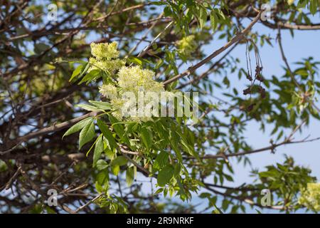 Manna-Esche, Mannaesche, Blumen-Esche, Schmuckesche Fraxinus ornus, manna ash, South European flowering ash, Le Frêne à fleurs, Orne, Frêne à manne, F Stock Photo