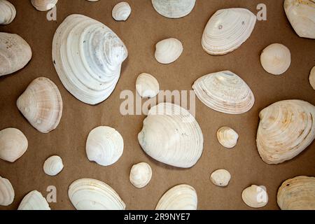 Big and small seashell flat lay decorative backdrop. White Dosinia seashells pattern on a brown background Stock Photo