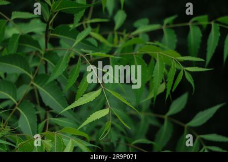 Azadirachta indica - A branch of neem tree leaves. Natural Medicine, neem tree- natural medicine Stock Photo