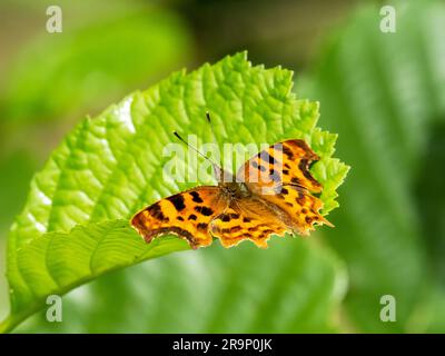 Comma Uk Insect Comma Butterfly (Polygonia c-album), Leicestershire, England, UK Stock ...