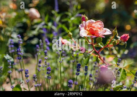 Elizabeth Stuart rose blooming in summer garden by lavender. Cluster of orange peachy apricot blooms with buds. Stock Photo