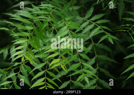 Neem leaves used as ayurvedic medicine with ground paste over white background, Used in skin care, beauty products and creams. Stock Photo