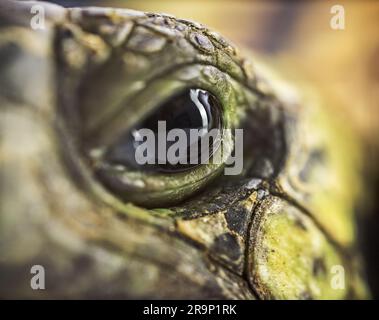 Close up macro shot of a turtle eye Stock Photo