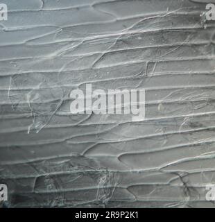 onion cells under microscope Stock Photo - Alamy