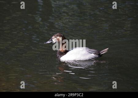 Female Canvasback duck Aythya valisineria swimming Slimbridge  Wildfowl & Wetlands Trust; (WWT)  Slimbridge; UK Stock Photo