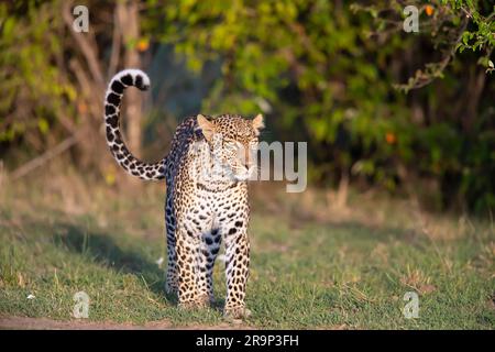 African Leopard (Panthera pardus). Female standing on grass. Kenya Stock Photo
