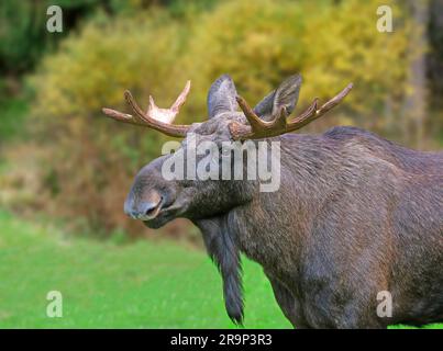 Moose, European Elk (Alces alces). Portrait of bull. Germany Stock Photo