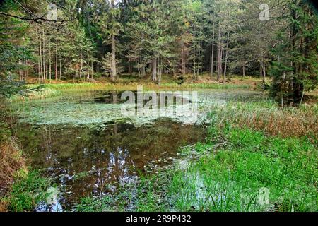 Pond, small lake, in the Bavarian Forest near Zwieselhaus. Bavaria, Germany Stock Photo