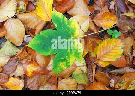 Sycamore Maple (Acer pseudoplatanus). Leaf in autumn colours on Beech leaeves. Germany Stock Photo