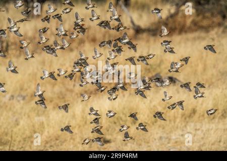 Red-headed Finches (Amadina erythrocephala), a flock, male and female flying. Etosha National Park, Namibia, Africa Stock Photo
