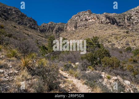 Smith Spring Trail, early spring, Guadalupe Mountains National Park, Texas, USA Stock Photo